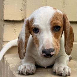 Red Piebald Male Short Haired Dachshund - Piebald male Dachshund puppy in Arcadia, California from Cruz Industries - Dachshund Company & French Bulldog Company