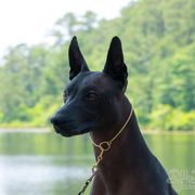 Xoloitzcuintli All Grown Up from Rozma Xolos