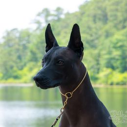 Xoloitzcuintli All Grown Up from Rozma Xolos