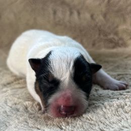 Female 5 - Blue female Australian Cattle Dog puppy in Irvington, Kentucky from Dry Valley’s Australian Cattle Dogs