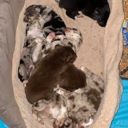 Australian Shepherd Puppies from Roosters Brand of Aussies