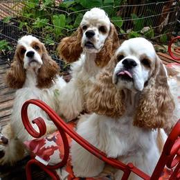 Cocker Spaniels from Willwyn Cockers