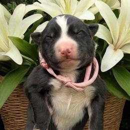 Lilly - Black and white female Siberian Husky puppy in Sherwood, Oregon from Whiskey River Siberians