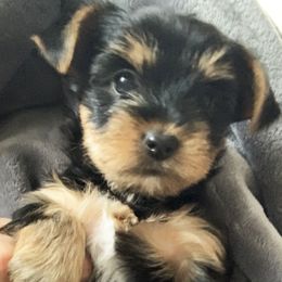 Girl 2 - Blue and gold female Yorkshire Terrier puppy in Willow Grove, Pennsylvania from Willow Grove Yorkie