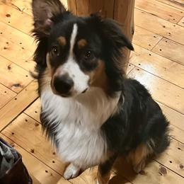 American Corgi and Australian Shepherd Puppies from KC Bar