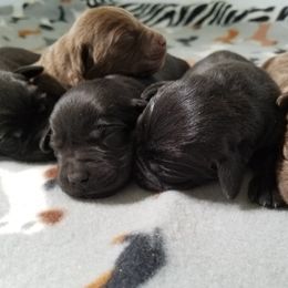 Labrador Retriever and Redbone Coonhound Puppies from Rimfire Kennels