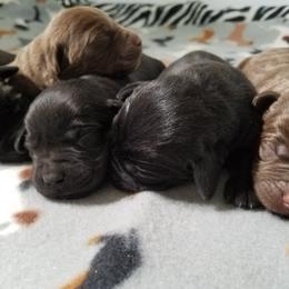 Labrador Retriever and Redbone Coonhound Puppies from Rimfire Kennels