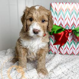 Miss Scarlett (red collar female) - Apricot female Goldendoodle puppy in Murrieta, California from Apricot Poodles & Goldendoodles, LLC