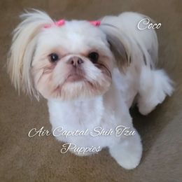 Coco - Shih Tzu