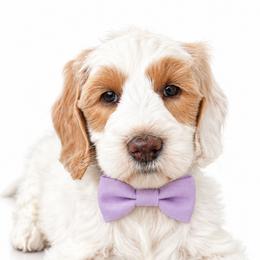 Genevieve - Parti female Poodle puppy in Chicago, Illinois from Urbane Retrievers