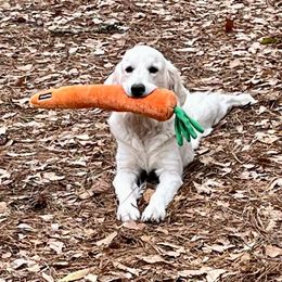 Golden Retriever All Grown Up from Vicki Wall's Golden Retrievers