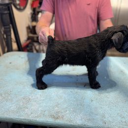 Girl 3 - Black female Giant Schnauzer puppy in Bois D’arc, Missouri from Down Low Kennels formerly LNL’s Giant Schnauzers and T9 Giants