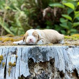 Gus Gus (Red Collar) - Red male Bernedoodle puppy in Stanwood, Washington from Butter Cup Pups and Paws