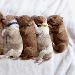 Bernedoodle and Goldendoodle Puppies from Central Texas Doodles, LLC.