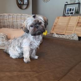 Cinnamon - Brindle female Shih Tzu puppy in Kings Mountain, North Carolina from Britany's Shih Tzus