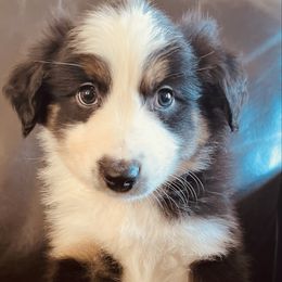 Rudie - Black tri male Miniature Australian Shepherd puppy in Sulphur, Oklahoma from Barnyard Aussies