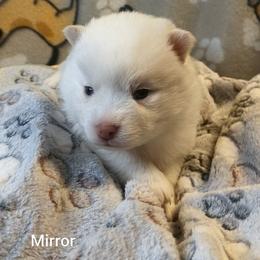 Mirror - White female Pomsky puppy in Blackfoot, Idaho from Snake River Pomskys