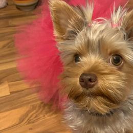 Yorkshire Terriers from Jane’s Yorkies