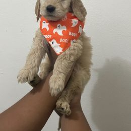 Bernedoodle and Goldendoodle Puppies from Lyon and Luna Goldendoodles Bernedoodles