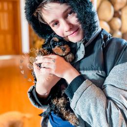 Cavapoo and Poodle Puppies from Freckle Paw Poodles