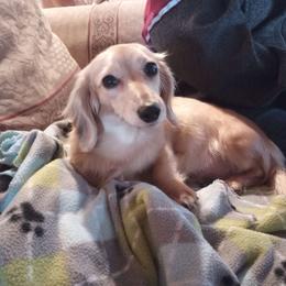 Robin - Dachshund