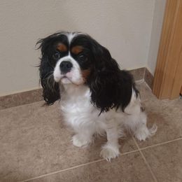 Dot - Cavalier King Charles Spaniel