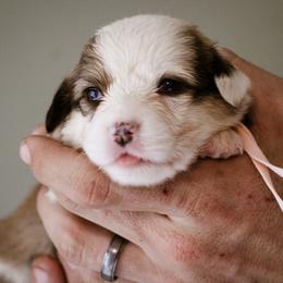 Psalm - Sable female Pembroke Welsh Corgi puppy in South Otselic, New York from Ridge Top Corgis
