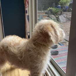 Double Doodle Puppies from Riverside Doodles in Seattle (double doodles)