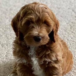 Bernedoodles, Bernese Mountain Dogs, and Goldendoodles from TurkeyCreek-K9