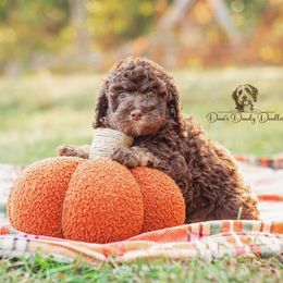 Macchiato - Red tri-color male Aussiedoodle puppy in Roebuck, South Carolina from Dani's Dandy Doodles