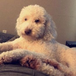 Grace  - Goldendoodle