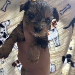 Sheila - Black and tan female Yorkshire Terrier puppy in H AI Nes City, Florida from MF_Yorkies