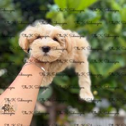 Brown collar - Wheaten male Miniature Schnauzer puppy in Santa Ana, California from The_K_Schnauzers