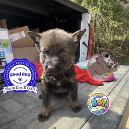 Gopher - Sable male German Shepherd puppy in Livingston, Kentucky from Illyria Dox & GSD