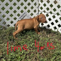 Lime - Golden rust male Vizsla puppy in Sioux County, Iowa from Pheasant Poppers Vizslas