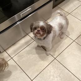 Wilson - Shih Tzu
