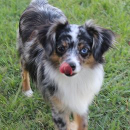 Remi Faye - Toy Australian Shepherd