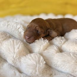 Miss Justice - Chocolate and tan female Dachshund puppy in Austin, Texas from Duchess Daphne's Doxie Empire