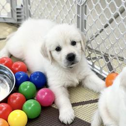 Golden Retriever Puppies from Pushin’ Sand Goldens