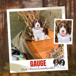 Gauge - Liver white and tan male English Springer Spaniel puppy in Albany, Minnesota from Farm Fresh Labradors & English Springers