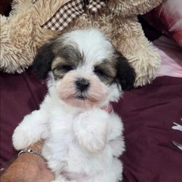 Maggy - Black & tan tri-color female Maltipoo puppy in Everett, Washington from Meadows Ranch