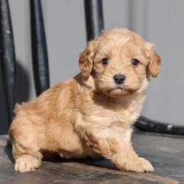 Kia - Cream female Whoodle puppy in West Bend, Iowa from Blue Skies Terriers