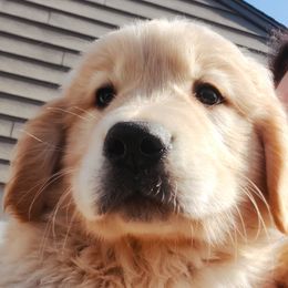 Golden Retriever Puppies from Ramblin Gypsy Ranch