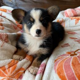 Stella - Black and tan female American Corgi puppy in Graham, Texas from Wild West Corgis