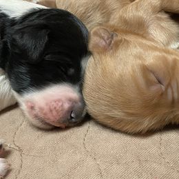 Goldendoodle Puppies from Goldendoodles on the Hill