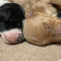 Goldendoodle Puppies from Goldendoodles on the Hill