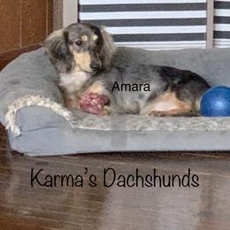 Dachshund All Grown Up from Karmas Dachshunds
