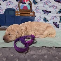 Darla - Apricot female Labradoodle puppy in Weatherford, Texas from Oodles of poodles and doodles