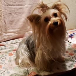 Payda - Yorkshire Terrier