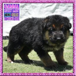 GAMMA - Black and red female German Shepherd puppy in Murrieta, California from Diamond Oaks German Shepherds